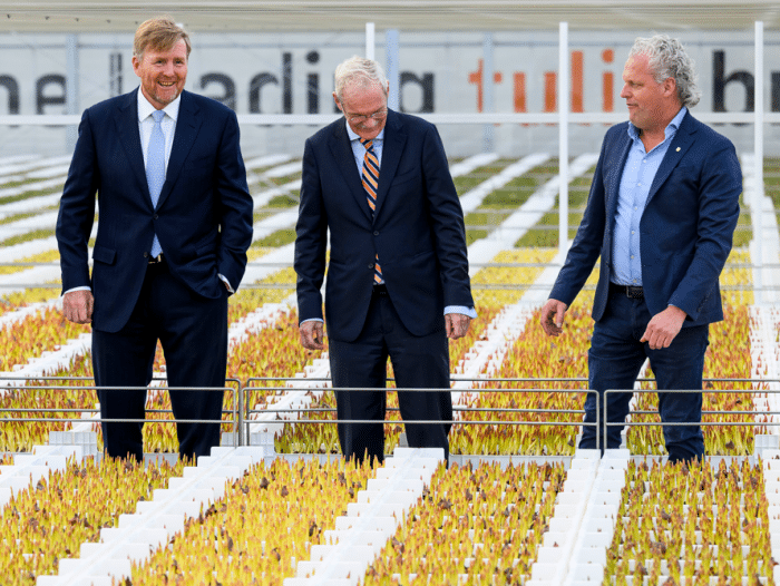 Koning tulpenkwekerij